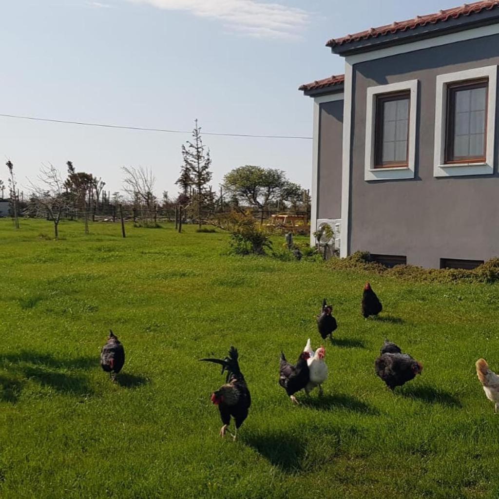 Adayel Bagevi & Butik Otel Bozcaada Kültér fotó